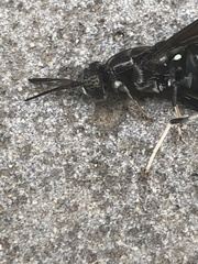 Hermetia illucens