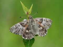 Muschampia orientalis