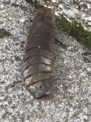 Insecta