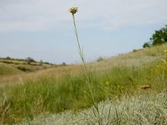 Eremogone cephalotes
