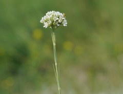 Eremogone cephalotes