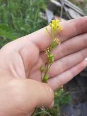 Bunias orientalis