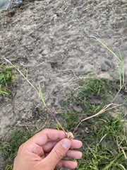 Alopecurus geniculatus