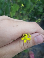 Bunias orientalis
