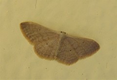 Idaea distinctaria