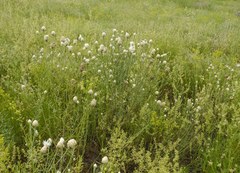 Centaurea margaritacea