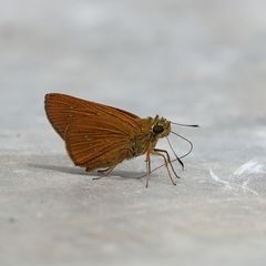 Pelopidas assamensis