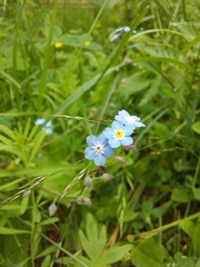 Myosotis