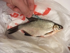 Blicca bjoerkna