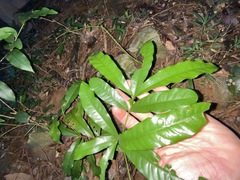 Beilschmiedia elliptica