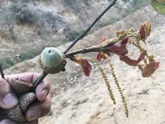 Quercus calophylla