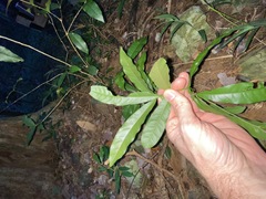 Beilschmiedia elliptica