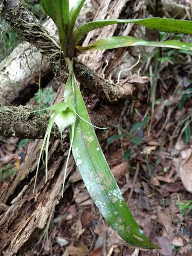 Aeranthes antennophora H.Perrier 4