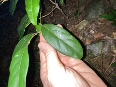 Cryptocarya foetida