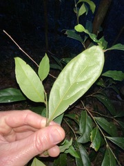 Cryptocarya foetida