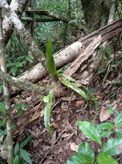 Aeranthes antennophora image