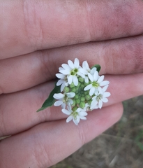 Berteroa incana