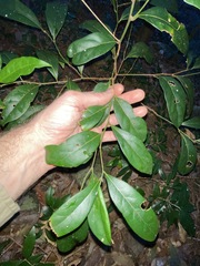 Cryptocarya foetida