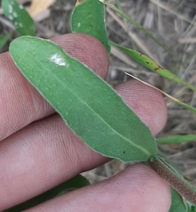 Berteroa incana