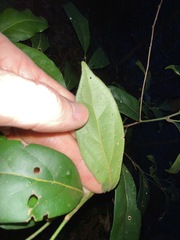 Cryptocarya foetida