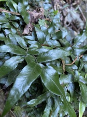 Arthropteris tenella