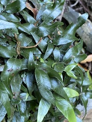 Arthropteris tenella