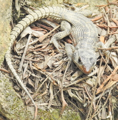 Pseudocordylus microlepidotus microlepidotus