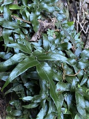 Arthropteris tenella