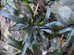 Asplenium attenuatum