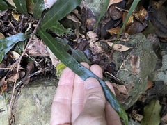 Asplenium attenuatum