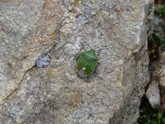 Chlorochroa juniperina