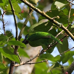 Psilopogon mystacophanos