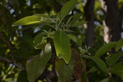 Lophostemon lactifluus