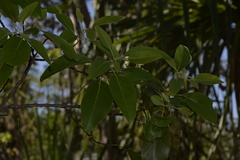 Lophostemon lactifluus