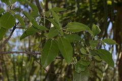Lophostemon lactifluus