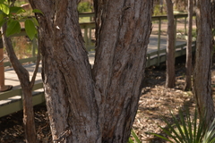 Lophostemon lactifluus