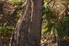 Lophostemon lactifluus