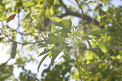 Lophostemon lactifluus