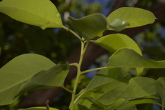 Lophostemon lactifluus