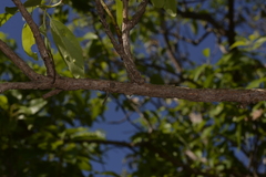 Lophostemon lactifluus