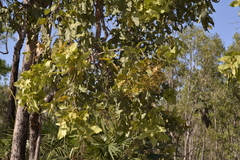 Corymbia foelscheana