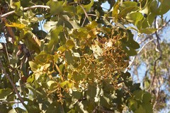 Corymbia foelscheana