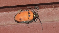 Tetrarthria variegata