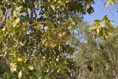 Corymbia foelscheana