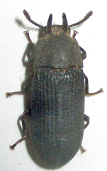 Cryphaeus taurus