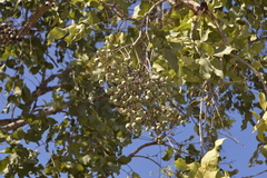Corymbia foelscheana