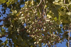 Corymbia foelscheana