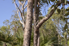 Corymbia foelscheana