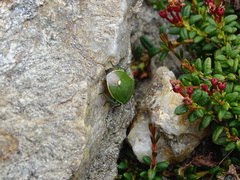 Chlorochroa juniperina