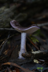 Thaxterogaster submagellanicus